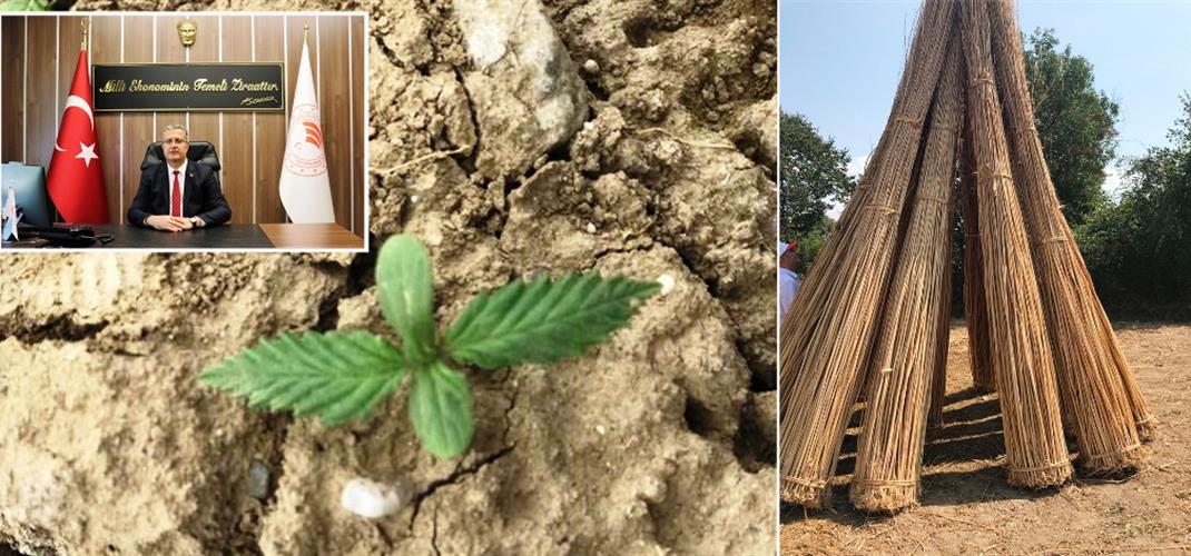 2026 Yılı Kenevir Müracatları