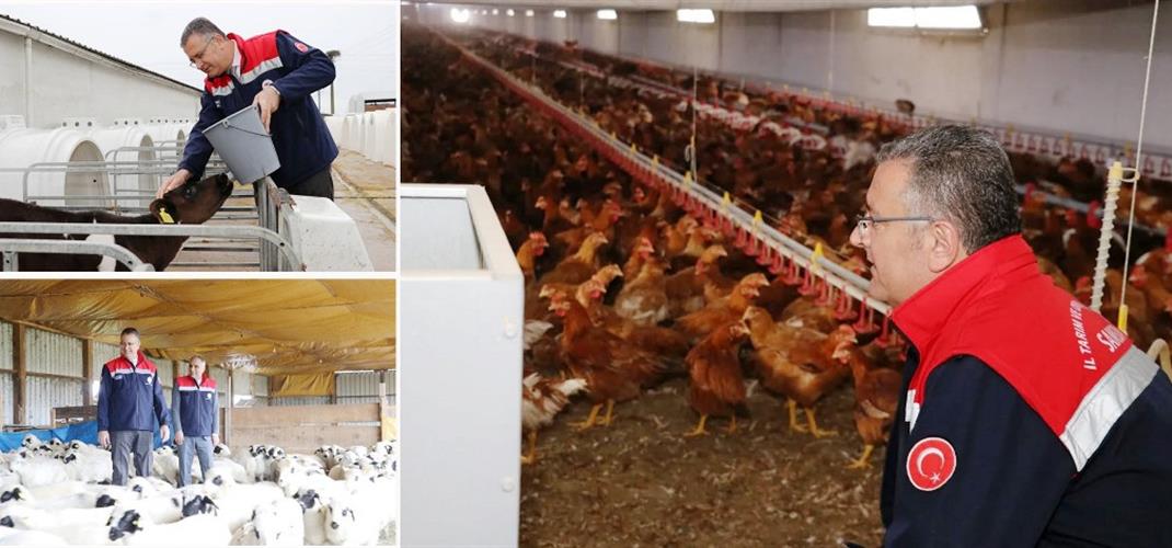 Bafra’da Organik Hayvancılığa Yerinde İnceleme