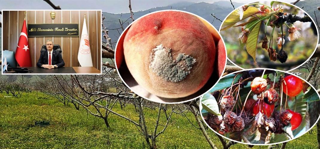 Değerli Üreticilerimiz Sert Çekirdekli Meyve Ağaçlarında Çiçek Monilyası İlaçlama Uygulama Zamanını Kaçırmayalım