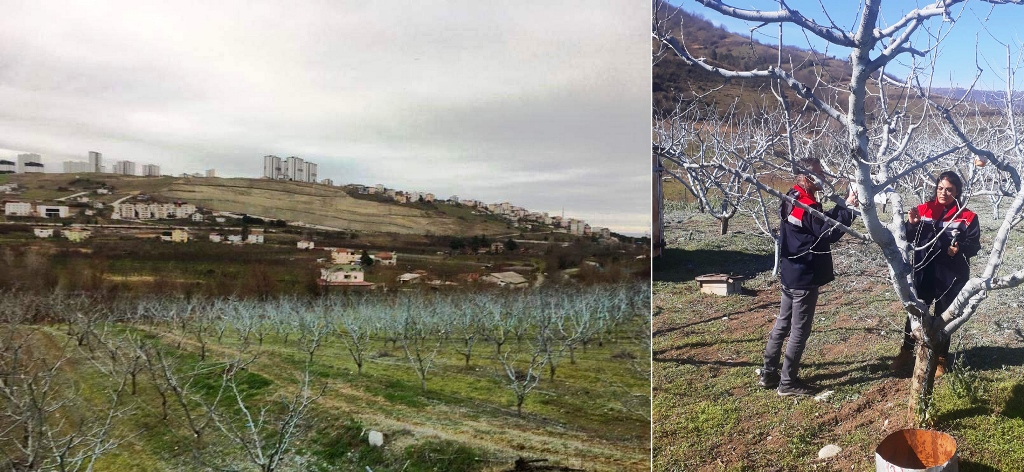 Değerli Üreticilerimiz Bordo Bulamacı Uygulama Zamanını Kaçırmayalım!