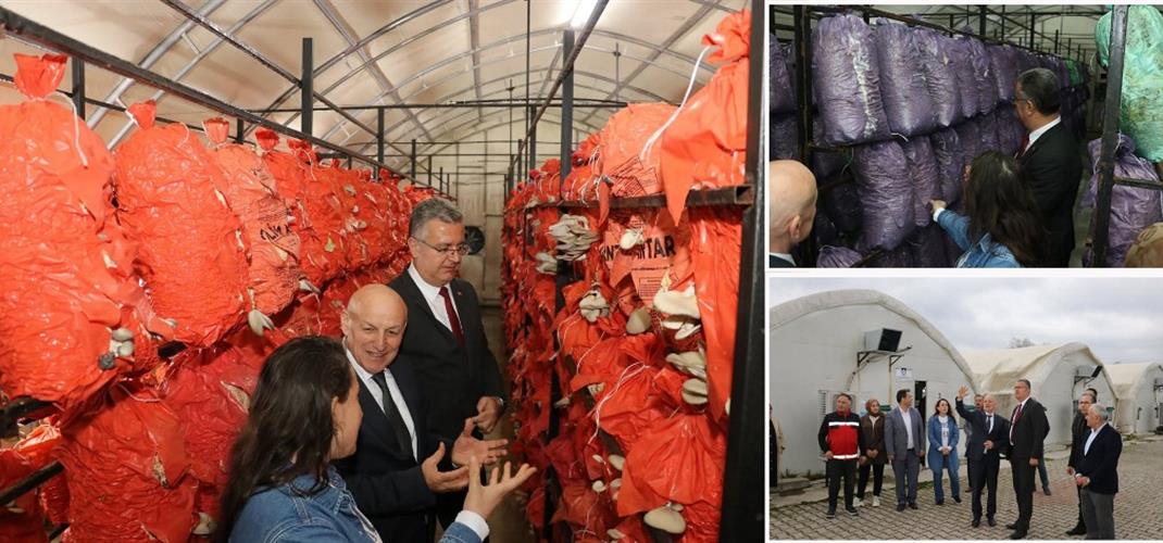 Kadın Girişimcilerden Katma Değerli Üretim: İstiridye Mantarı ve Meyve Kurutma Tesisi Ziyareti