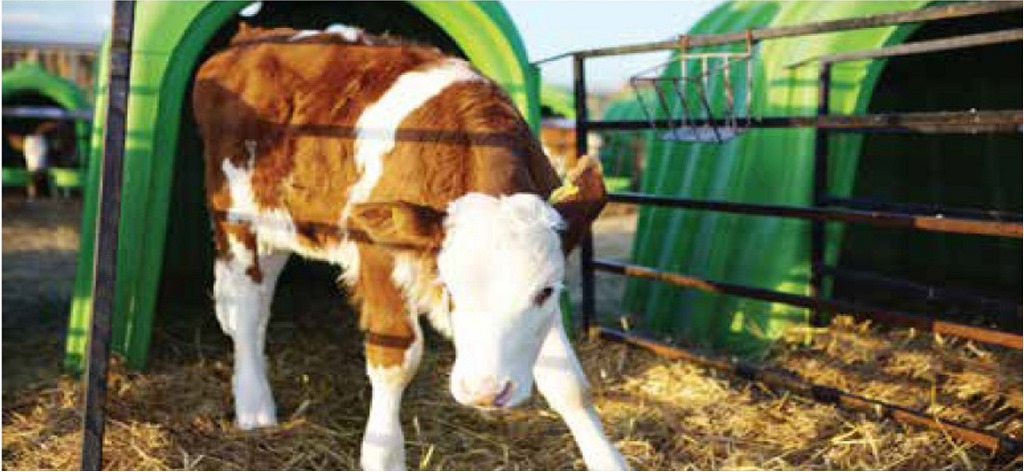 Buzağı Bakım, Besleme ve Sağlık Kontrolleri Hakkında Bilgilendirme