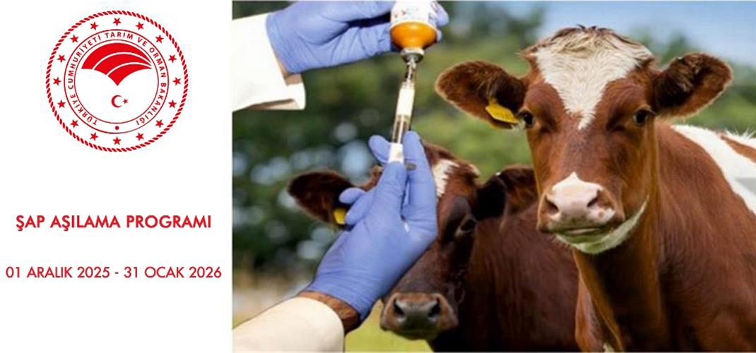 İlimizde 2026 Yılı Şap Aşılama Programı 1 Aralıkta Başladı